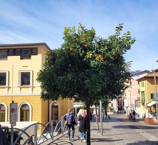 in Malcesine leuchteten die Orangen von den Bäumen