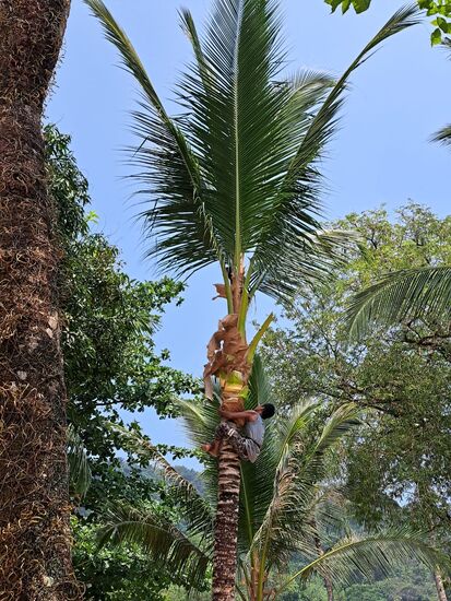 Palmenpflege in luftiger Höhe