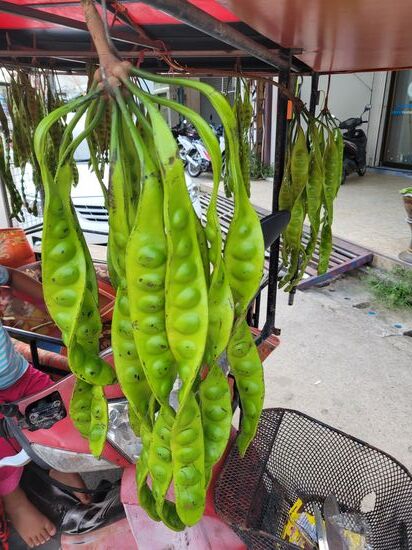 Parkia Speciosa - bitter beans oder stink beans