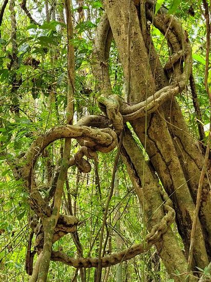 die Natur als Künstlerin