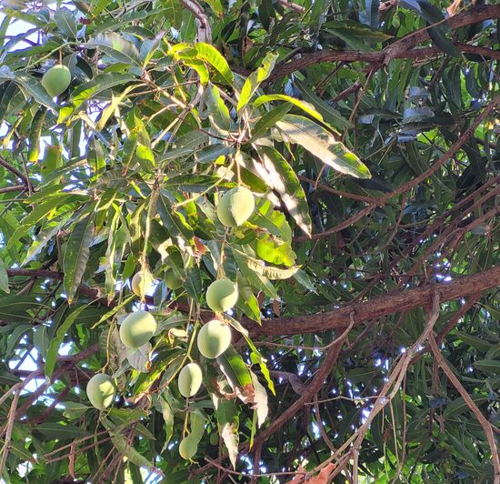 Mangos statt Ostereier hängen von den Bäumen