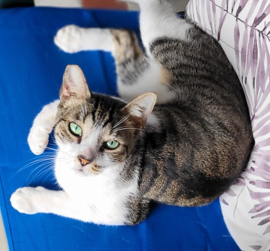 dieser liebeskranke Tiger raubte uns den Schlaf