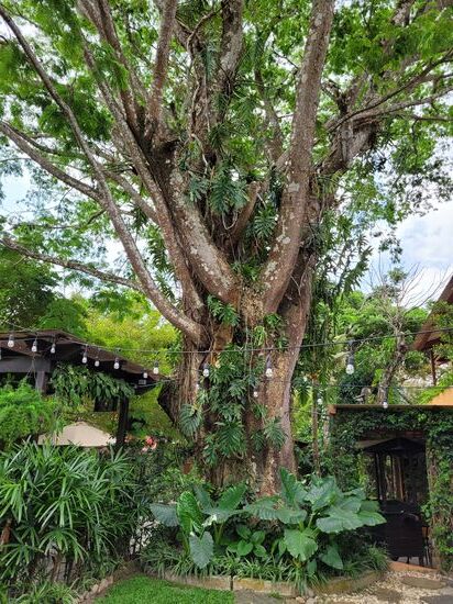 ein alter Riese stand auch im Garten