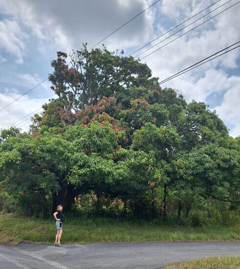 das alles ist EIN Mangobaum, der muss ja tausende Früchte tragen