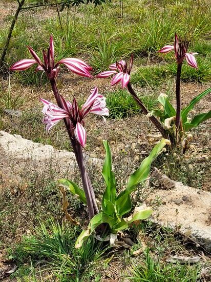 diese Schönheit blühte in der heißen Sonne vor der Raststation