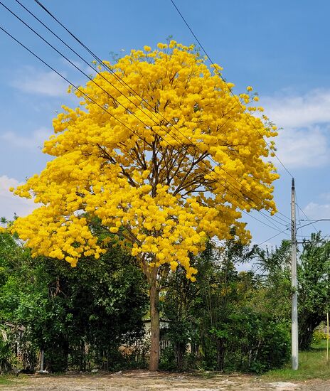Und diese Schönheit trafen wir immer wieder am Straßenrand an. Teilweise ließen die Bäume schon Blüten fallen und es sah aus als wäre ein goldener Teppich ausgebreitet.