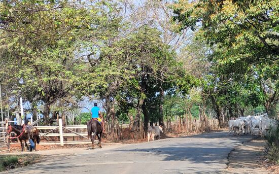 In diesem Landesteil gibt es viel Viehzucht und immer wieder sahen wir die Lianeros (Cowboys) bei der Arbeit.