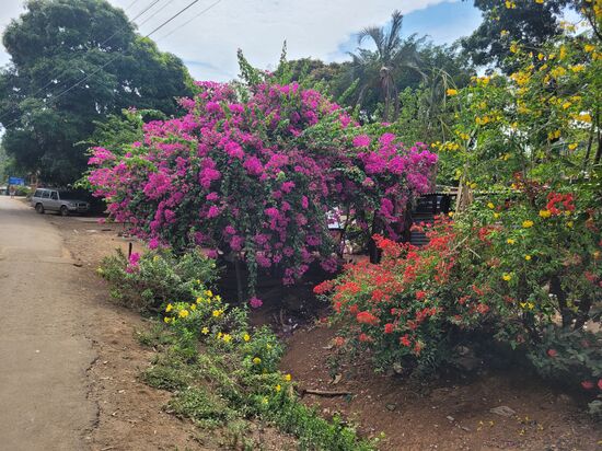 Diese pinkfarbenen Blütenpracht verbirgt einiges was nicht sehr schön ist.