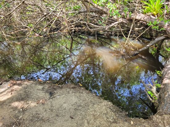 ... In diesem Brackwasser ...