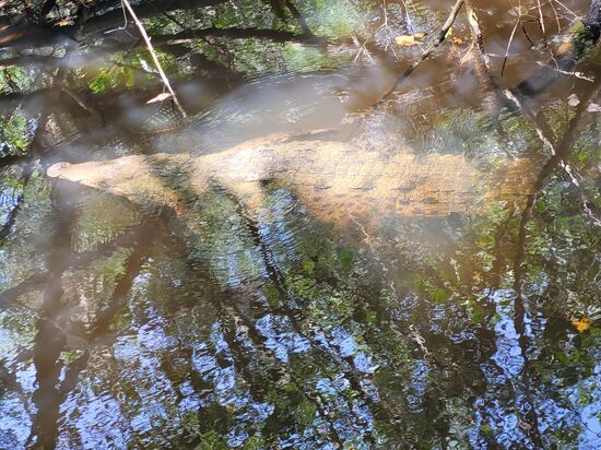 ... lebt ein Krokodil ...