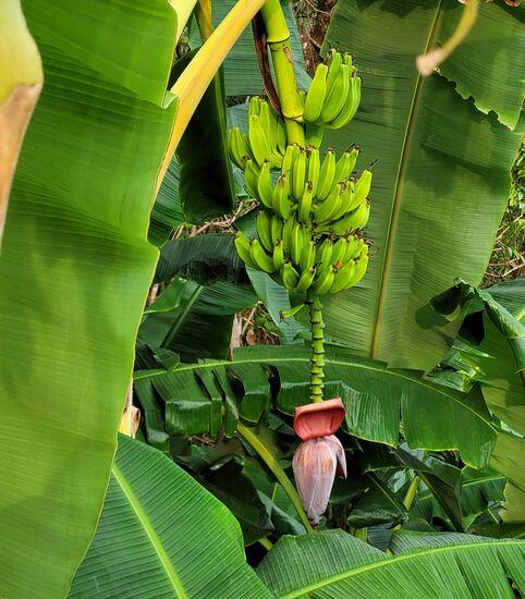 im Garten vom Sol y Mar wächst so einiges