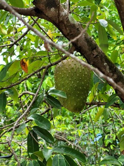 Frucht der Stachelannone - soll sehr gut schmecken