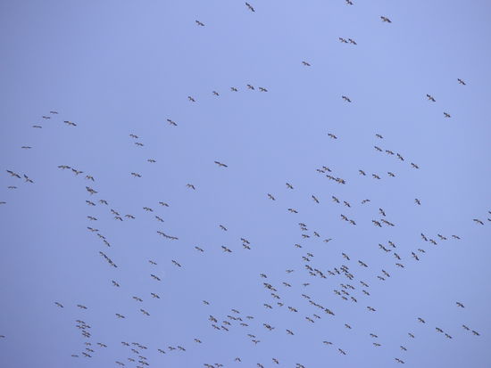 Pelikane gleiten elegant durch die Lüfte