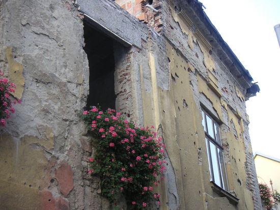 Blühende Blumen als kräftiges Lebenszeichen