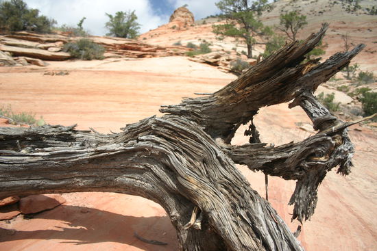 Verdorrte Juniper Bäume findet man überall