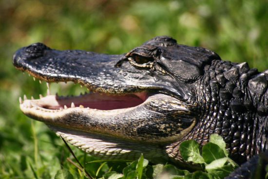 Alligatoren wo man geht und steht...