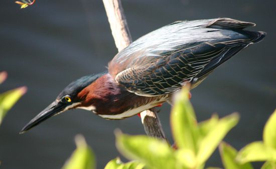 Grünrückenreiher auf der Pirsch