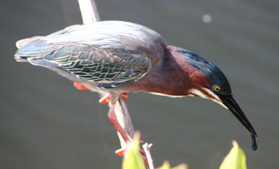 Grünrückereiher mit Beute