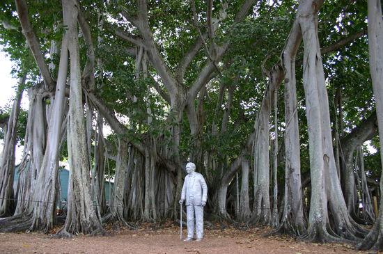 Edison Statue unter seinem selbst gepflanzten Banyan Tree