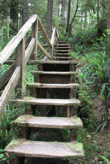 Noch einmal Rainforest Trail