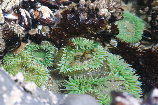Anemonen im Tiden Pool am Cox Bay Beach