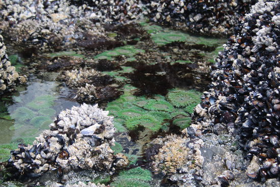 Anemonen und Miesmuscheln