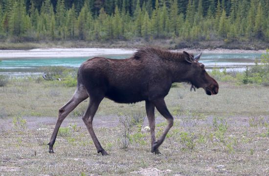 Unser erster, vermutlich aber auch letzter Moose