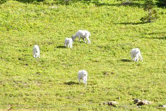 Mountain Goat
