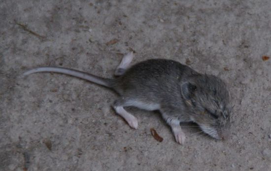 Diesen "Speedy" konnten wir nicht mehr retten...