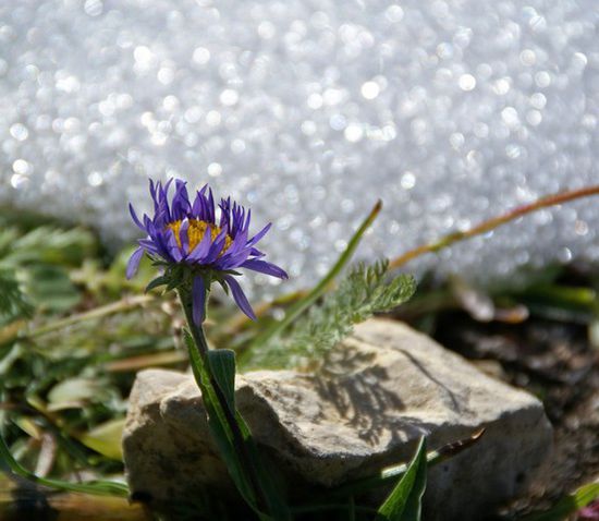 Sommerblümchen im Schnee