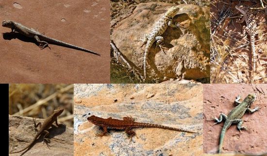 Auszug aus Kay's Tierlexikon!