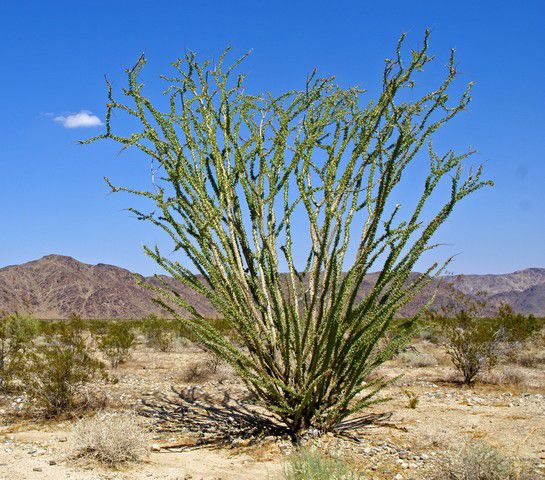 Ocotillo