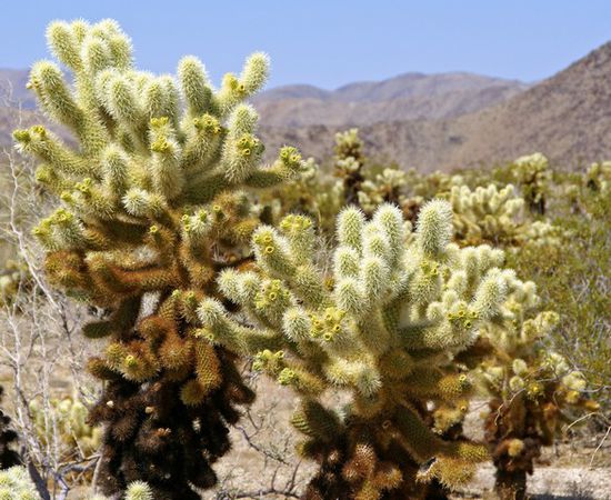 Cholla Kaktus