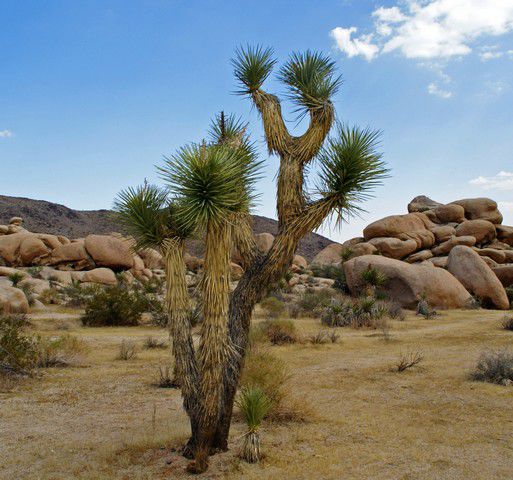 Joshua Tree