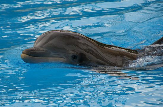 Im Mirage - Delfinarium