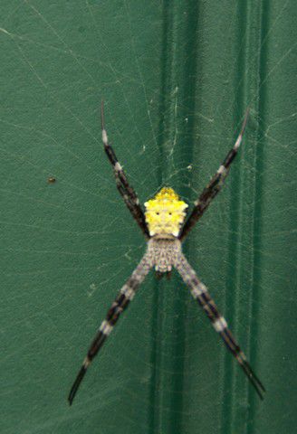 Spiderman - voll gruselig!!!!!!