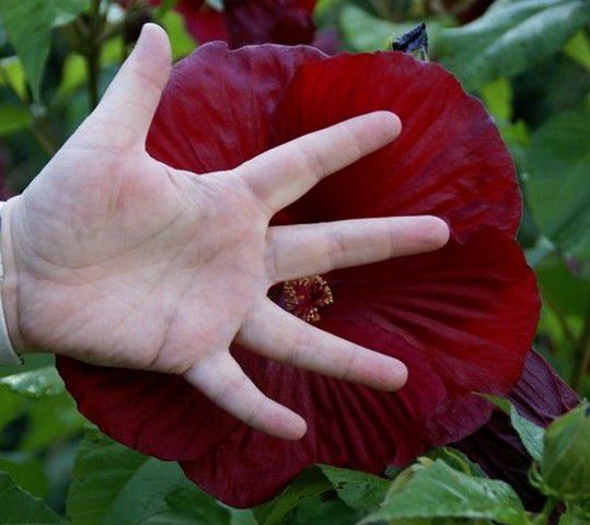 Habt ihr schon mal so große Hibiskusblüten gesehen? Unglaublich !