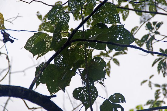 völlig durchlöcherte Blätter