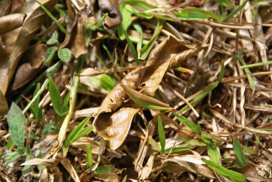 Welches Tier versteckt sich hier?? 
Preis: übermorgen gaaaannnnzzz viele süße Koalabilder !!!!