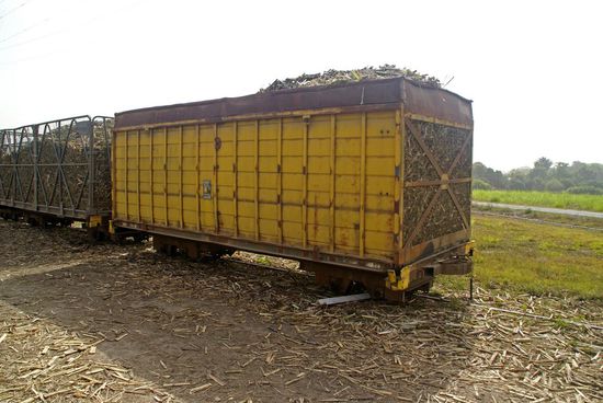 Wagons voller Zuckerrohr