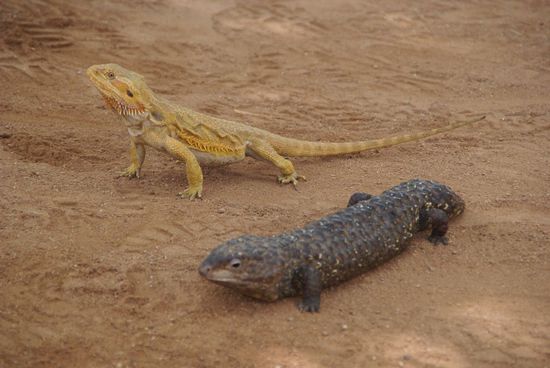 Dragon und Tannenzapfen-Skink