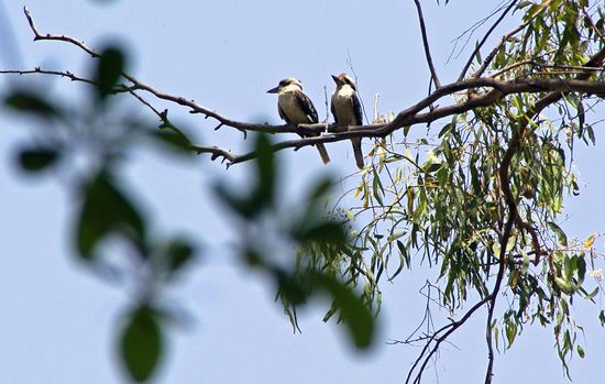 2 lachende Hänschen