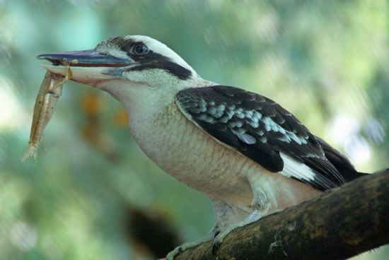 Lachender Hans mit Beute
