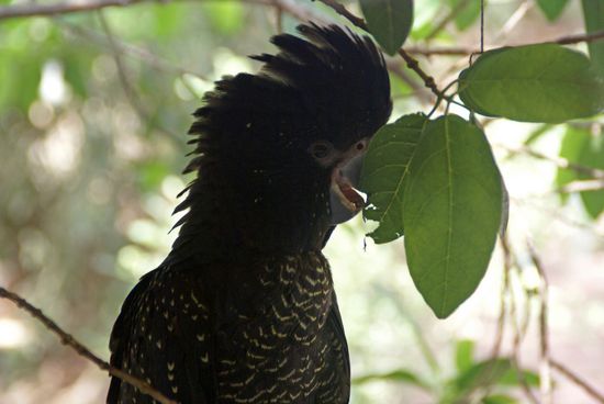 Ba(krächz)bsi(krächzzzz) - ja, geht doch...