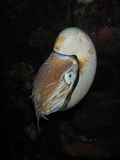 Nautilus, ein Urfossil.