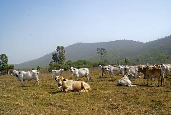 Vorherrschende Rinderrasse: Zebus