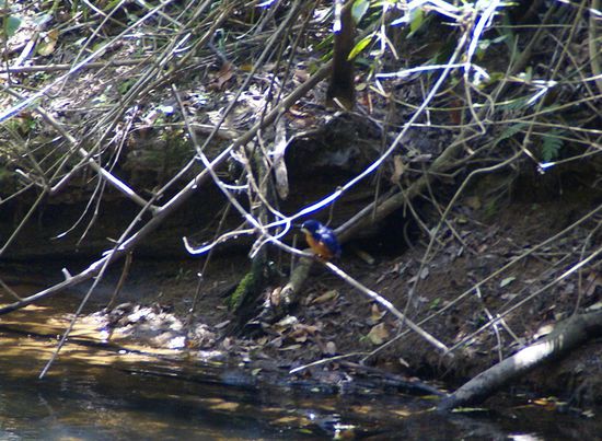 Kingfisher (Eisvogel)