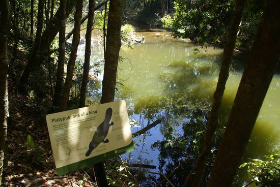 Der Tümpel ohne Schnabeltier