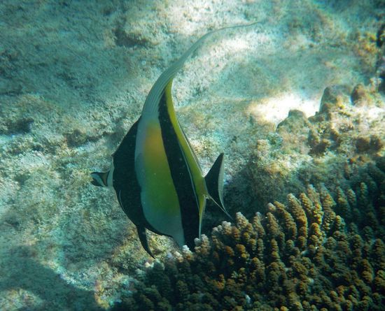 Wir sollten jetzt das "Nemo-Aquarium" komplett haben, oder?