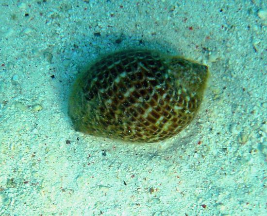 Kegelmuschel - niemals anfassen, extrem giftig!